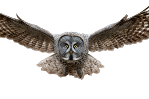 Great Grey Owl V3 Vinyl Car Decal Sticker – Waterproof & UV-Resistant 2.986666666666667"