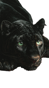 Panther On Carpet Vinyl Car Decal Sticker – Waterproof & UV-Resistant 9.706666666666667"