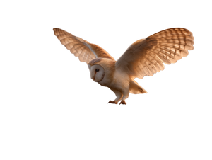 Barn Owl Landing V2 Vinyl Car Decal Sticker – Waterproof & UV-Resistant 3.0933333333333333"