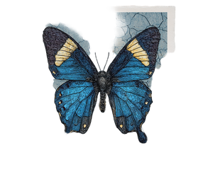 Vintage Butterfly Illustration V7 Vinyl Car Decal Sticker – Waterproof & UV-Resistant 3.2"