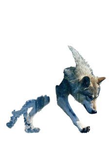 Moonlit Wolf Forest Vinyl Car Decal Sticker – Waterproof & UV-Resistant 8.213333333333333"