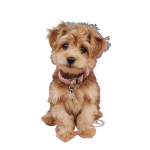 Yorkie Poo Puppy Vinyl Car Decal Sticker – Waterproof & UV-Resistant 6.826666666666667"