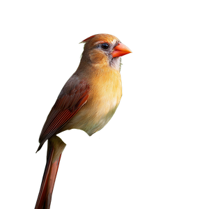 Cardinal On Basil Vinyl Car Decal Sticker – Waterproof & UV-Resistant 3.4133333333333336"