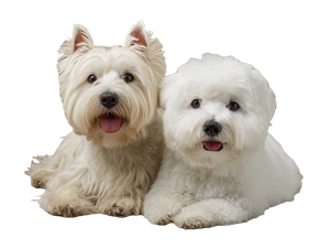 Two White Dogs Vinyl Car Decal Sticker – Waterproof & UV-Resistant 6.1866666666666665"