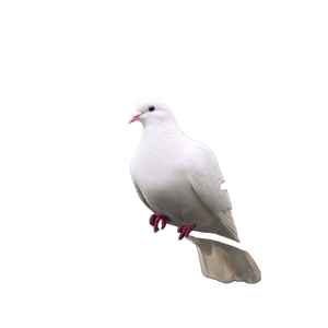 White Dove Perched V5 Vinyl Car Decal Sticker – Waterproof & UV-Resistant 6.826666666666667"