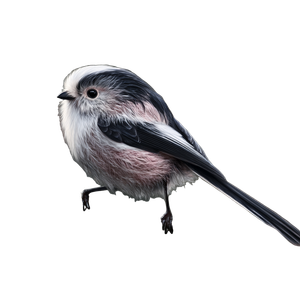 Long-Tailed Tit Vinyl Car Decal Sticker – Waterproof & UV-Resistant 6.826666666666667"