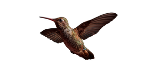 Hummingbird Feeding V4 Vinyl Car Decal Sticker – Waterproof & UV-Resistant 2.72"