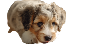 Puppy Playing Intently Vinyl Car Decal Sticker – Waterproof & UV-Resistant 2.72"