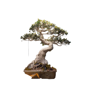 Dwarf Bonsai Construction Vinyl Car Decal Sticker – Waterproof & UV-Resistant 6.826666666666667"