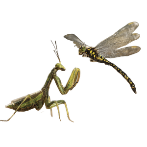 Mantis Dragonfly Fight Vinyl Car Decal Sticker – Waterproof & UV-Resistant 3.4133333333333336"