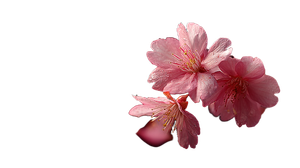 Falling Cherry Blossoms V2 Vinyl Car Decal Sticker – Waterproof & UV-Resistant 5.4