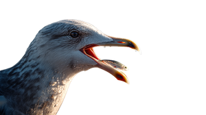 Seagull Eating Fish Vinyl Car Decal Sticker – Waterproof & UV-Resistant 5.4