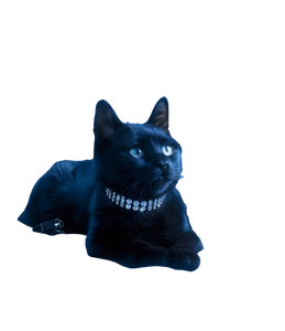 Sparkling Black Cat Vinyl Car Decal Sticker – Waterproof & UV-Resistant 3.946666666666666
