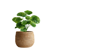 Plant Pot V2 Vinyl Car Decal Sticker – Waterproof & UV-Resistant 5.4