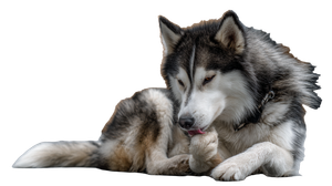 Self-Grooming Husky Vinyl Car Decal Sticker – Waterproof & UV-Resistant 5.4