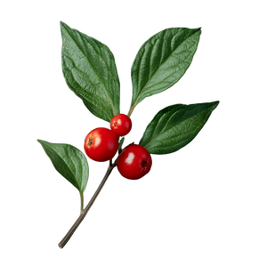 Ashwagandha Berry Vinyl Car Decal Sticker – Waterproof & UV-Resistant 6.826666666666667"