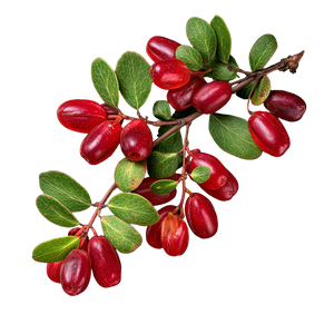 Red Barberry Fruit Vinyl Car Decal Sticker – Waterproof & UV-Resistant 3.4133333333333336"