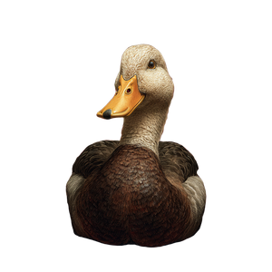 Quizzical Throne Duck Vinyl Car Decal Sticker – Waterproof & UV-Resistant 3.4133333333333336"