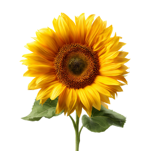 Single Sunflower V2 Vinyl Car Decal Sticker – Waterproof & UV-Resistant 3.4133333333333336"