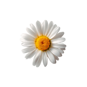 Daisy Flower Macro Vinyl Car Decal Sticker – Waterproof & UV-Resistant 3.4133333333333336"