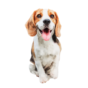 Happy Beagle Dog V3 Vinyl Car Decal Sticker – Waterproof & UV-Resistant 3.4133333333333336"