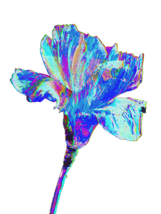 Glass Flower Bloom Vinyl Car Decal Sticker – Waterproof & UV-Resistant 8.213333333333333"