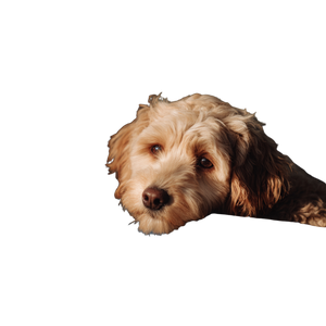 Dog In Car V6 Vinyl Car Decal Sticker – Waterproof & UV-Resistant 3.4133333333333336"