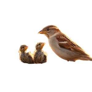 Mother Bird Feeding V2 Vinyl Car Decal Sticker – Waterproof & UV-Resistant 3.4133333333333336"