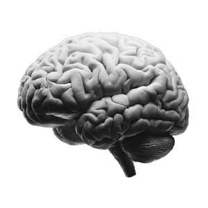 Human Brain V7 Vinyl Car Decal Sticker – Waterproof & UV-Resistant 6.826666666666667"