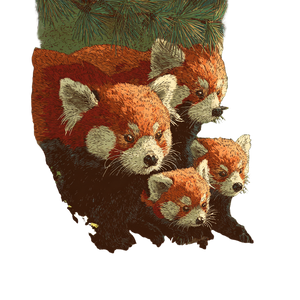 Red Panda Family V3 Vinyl Car Decal Sticker – Waterproof & UV-Resistant 3.4133333333333336"