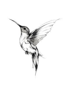 Hummingbird Tattoo Sketch Vinyl Car Decal Sticker – Waterproof & UV-Resistant 4.1066666666666665"