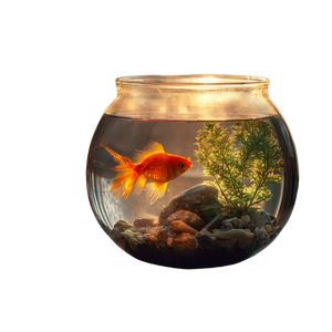 Goldfish In Bowl V7 Vinyl Car Decal Sticker – Waterproof & UV-Resistant 6.826666666666667"