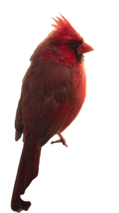 Red Cardinal Perched V5 Vinyl Car Decal Sticker – Waterproof & UV-Resistant 4.8533333333333335"