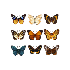 Framed Butterfly Collection Vinyl Car Decal Sticker – Waterproof & UV-Resistant 3.4133333333333336"