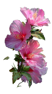 Pink Hibiscus Bloom V5 Vinyl Car Decal Sticker – Waterproof & UV-Resistant 4.8533333333333335"