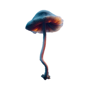 Psilocybin Mushroom Isolated Vinyl Car Decal Sticker – Waterproof & UV-Resistant 6.826666666666667"