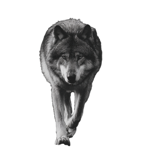 Realistic Wolf Walking Vinyl Car Decal Sticker – Waterproof & UV-Resistant 3.4133333333333336"