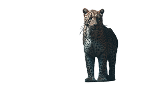 Leopard On Ground Vinyl Car Decal Sticker – Waterproof & UV-Resistant 5.4