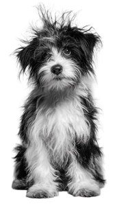 Cartoon Shaggy Dog Vinyl Car Decal Sticker – Waterproof & UV-Resistant 4.8533333333333335"