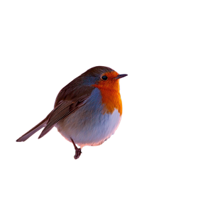 Robin On Branch V6 Vinyl Car Decal Sticker – Waterproof & UV-Resistant 3.4133333333333336"