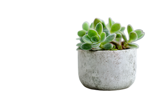 Green Succulent Plant V2 Vinyl Car Decal Sticker – Waterproof & UV-Resistant 2.986666666666667"