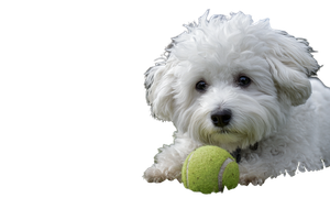 Fluffy Bichon Playing Vinyl Car Decal Sticker – Waterproof & UV-Resistant 2.986666666666667"