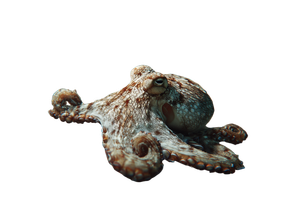 Camouflaging Octopus Vinyl Car Decal Sticker – Waterproof & UV-Resistant 3.0933333333333333"