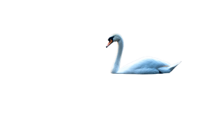 Swan On Lake V2 Vinyl Car Decal Sticker – Waterproof & UV-Resistant 5.4