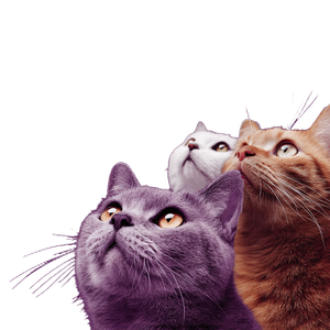 Three Scared Cats Vinyl Car Decal Sticker – Waterproof & UV-Resistant 3.4133333333333336"