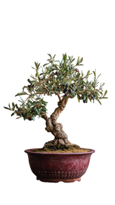 Olive Bonsai Tree V2 Vinyl Car Decal Sticker – Waterproof & UV-Resistant 4.8533333333333335"