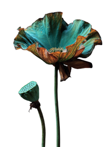 Withered Lotus Flower Vinyl Car Decal Sticker – Waterproof & UV-Resistant 8.533333333333333"