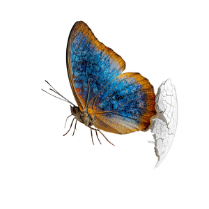 Emerging Butterfly Egg Vinyl Car Decal Sticker – Waterproof & UV-Resistant 3.4133333333333336"