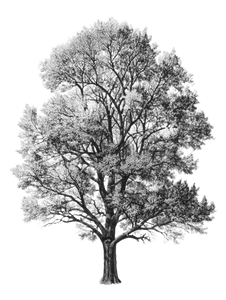 White Ash Silhouette Vinyl Car Decal Sticker – Waterproof & UV-Resistant 8.213333333333333"