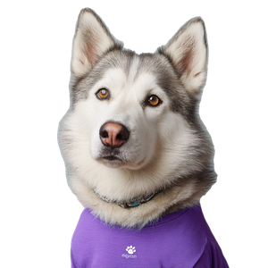 Husky In Shirt Vinyl Car Decal Sticker – Waterproof & UV-Resistant 3.4133333333333336"